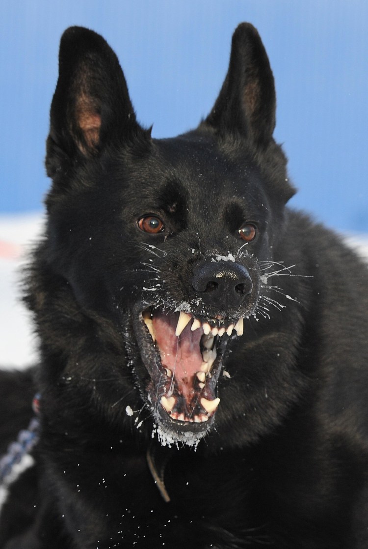 Злая собака