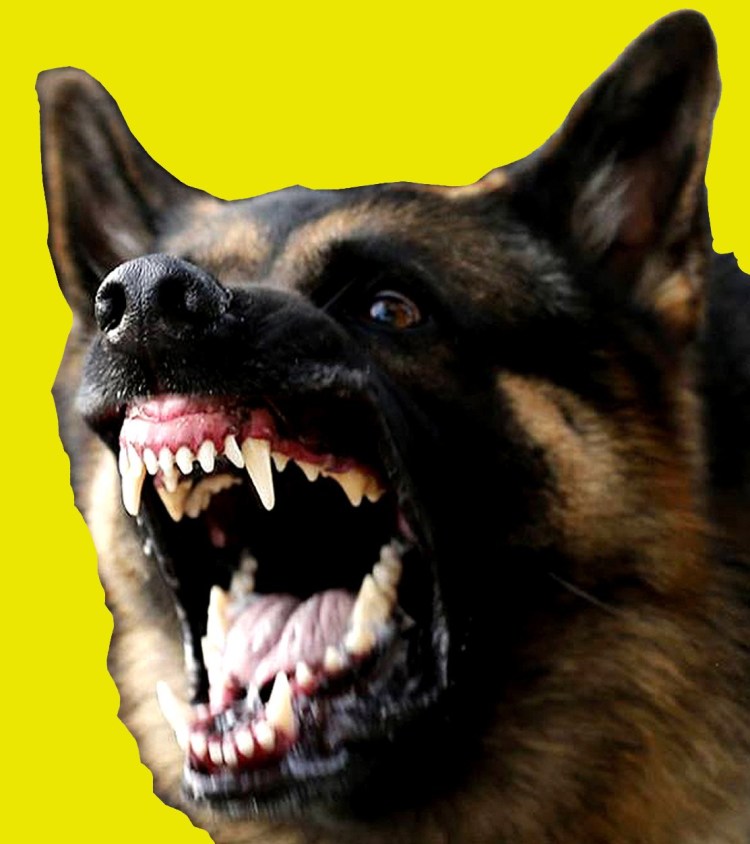 Ножницеобразный прикус у шпица