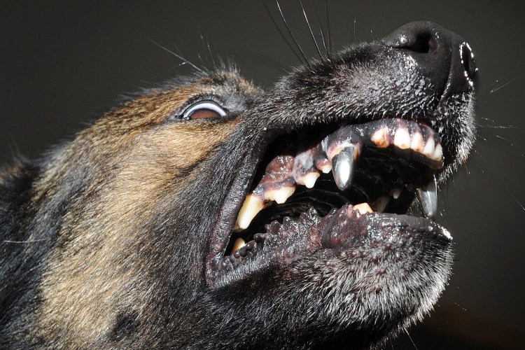 Собака овчарка немецкая злая