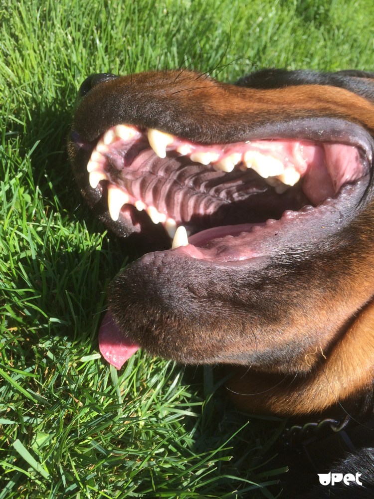 Собачий оскал