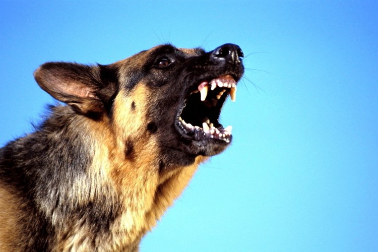 Черная немецкая овчарка оскал