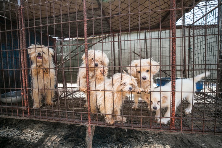 Щенячьи фермы