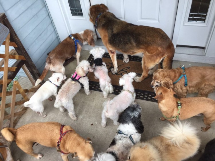 Щенок на ферме