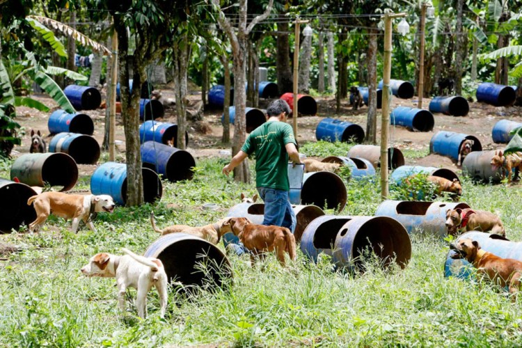 Собака на ферме