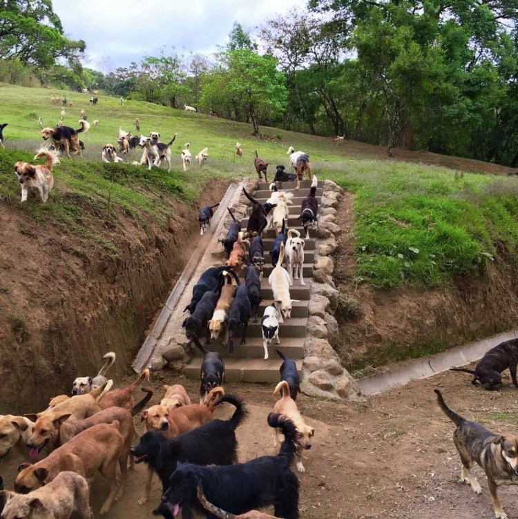 Собачий приют Коста Рика