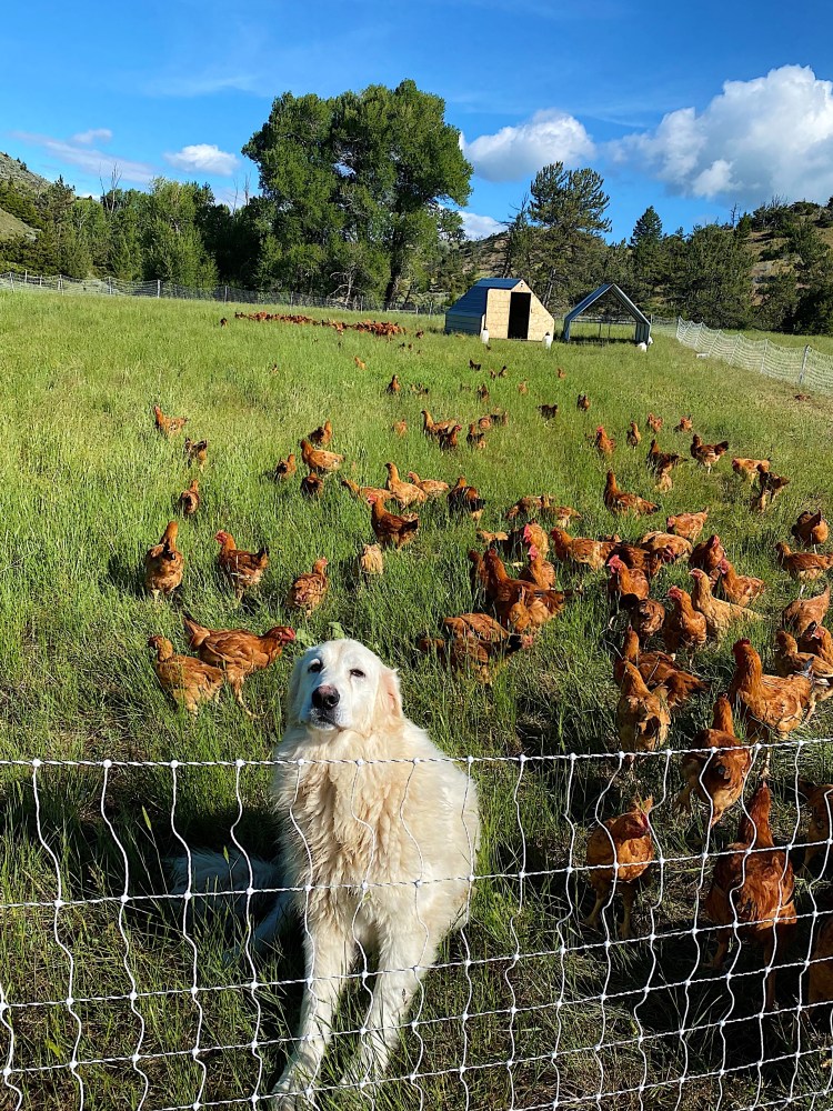 Собака на ферме