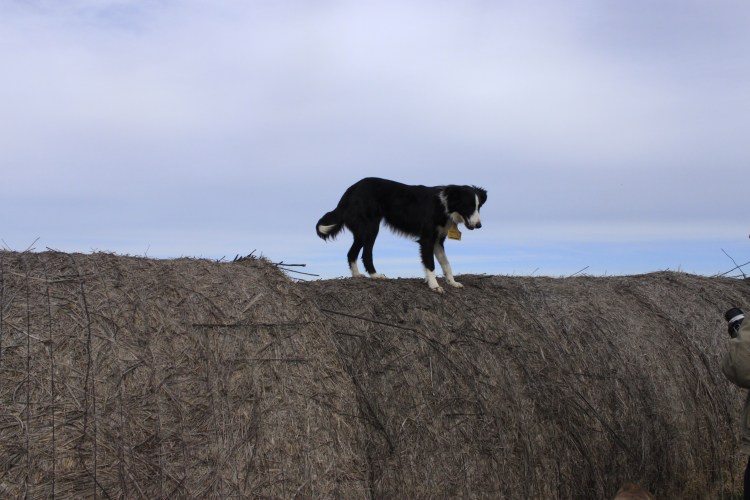 Бордер колли на ферме