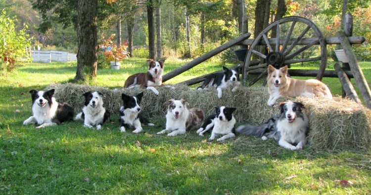 Бордер колли много