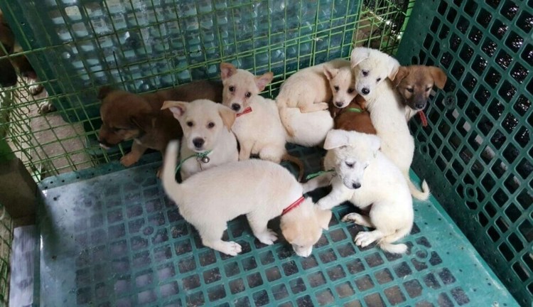 Нуреонги щенок