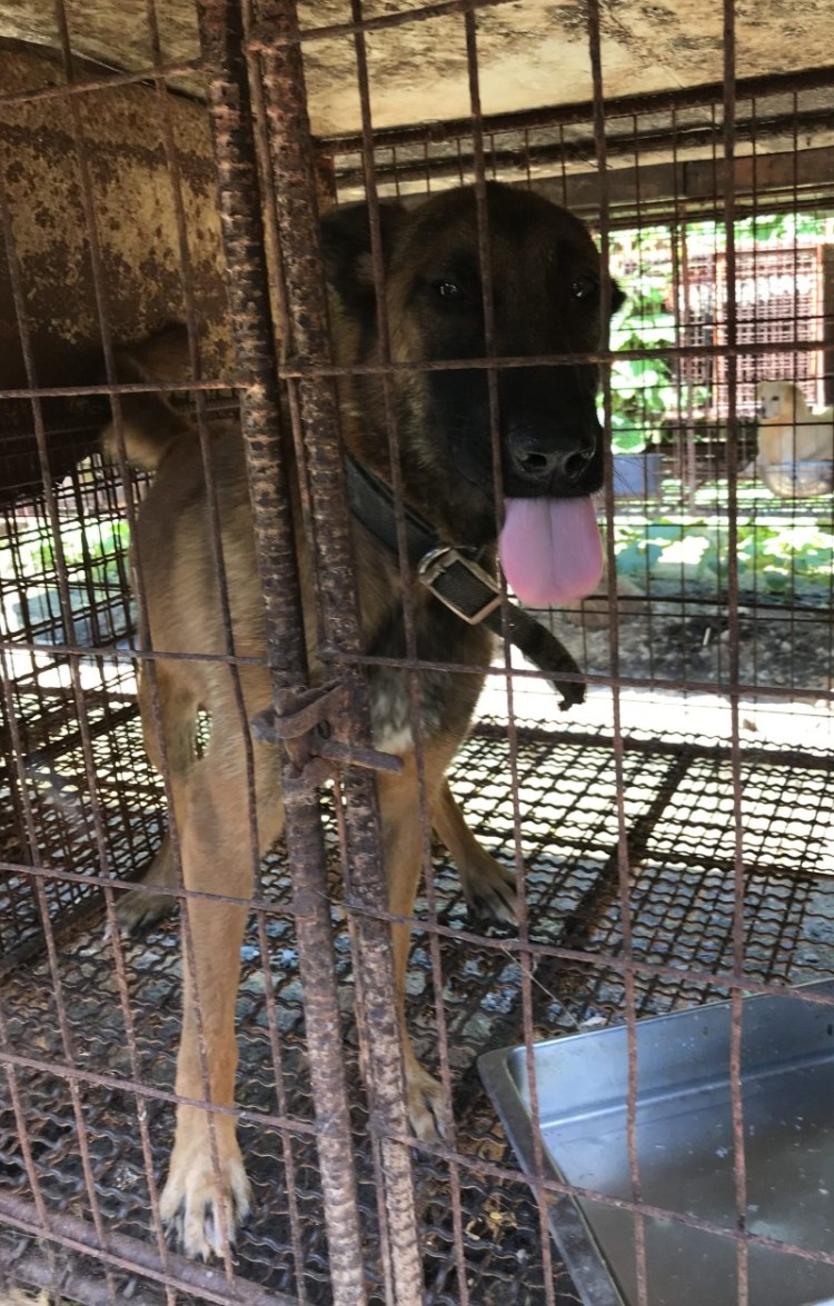 Собачья ферма