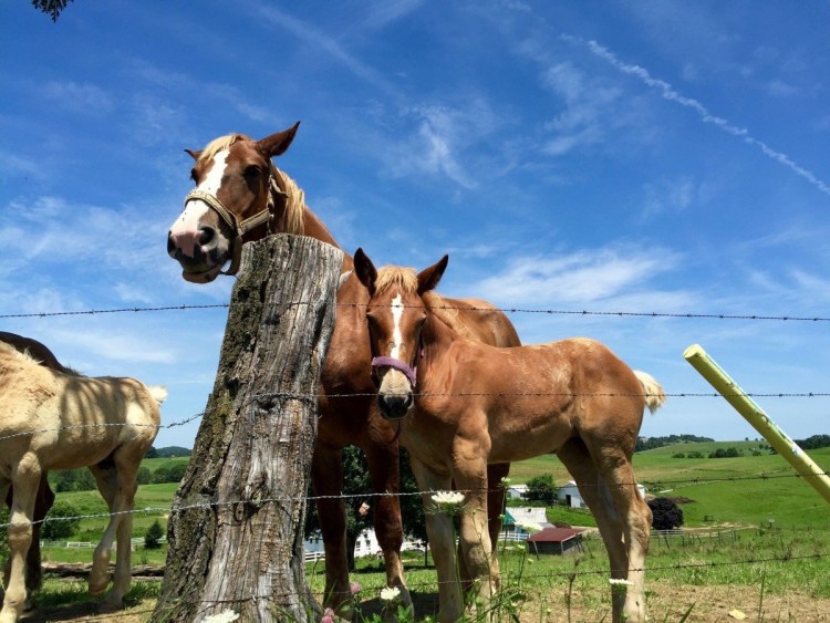 Корова и лошадь