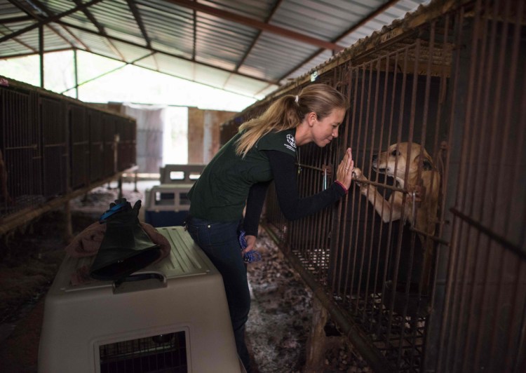 Корейская собачья ферма