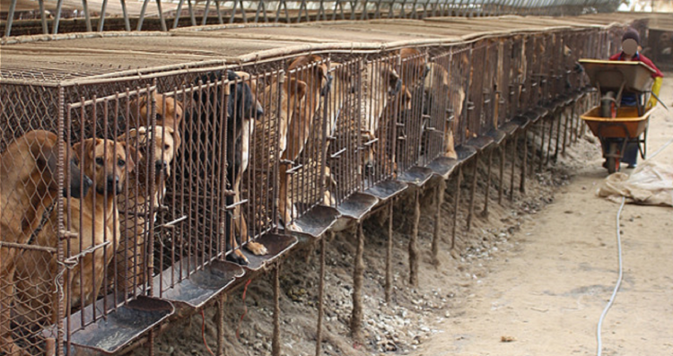 Собачья ферма