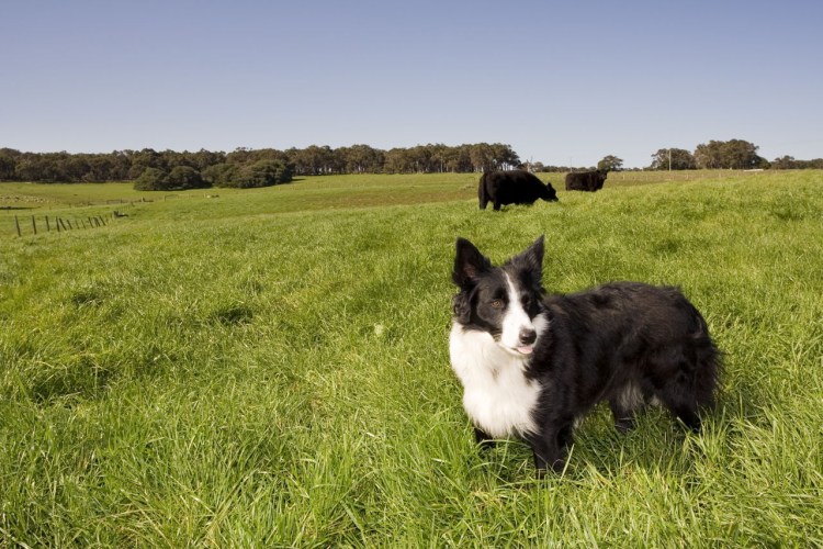 Бордер колли на ферме