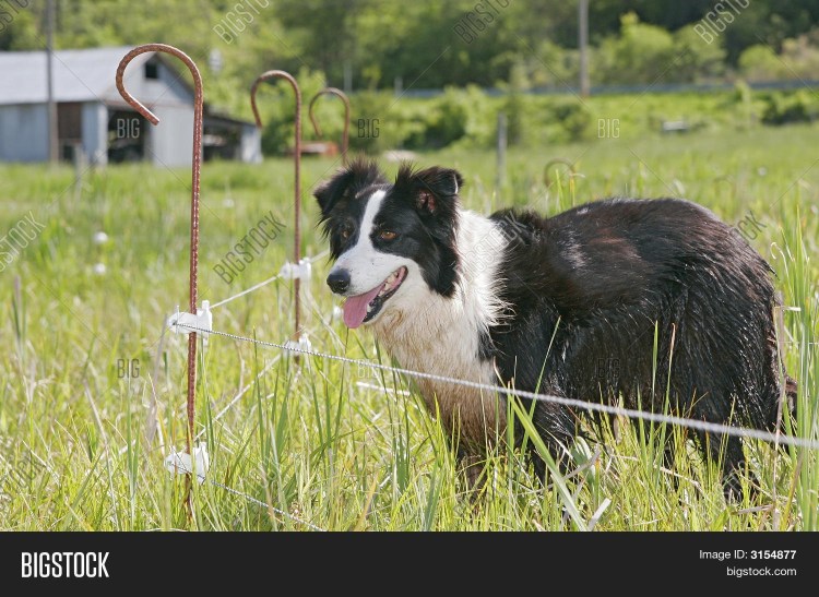 Собаки для фермы породы