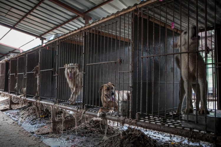 Собачья ферма