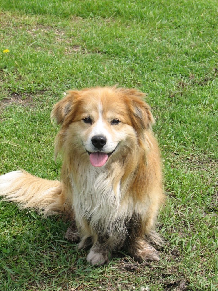 Фермерская собака