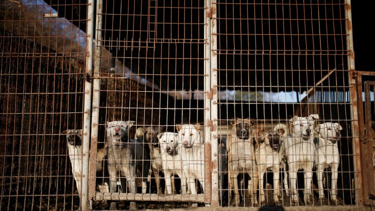 Собачья ферма