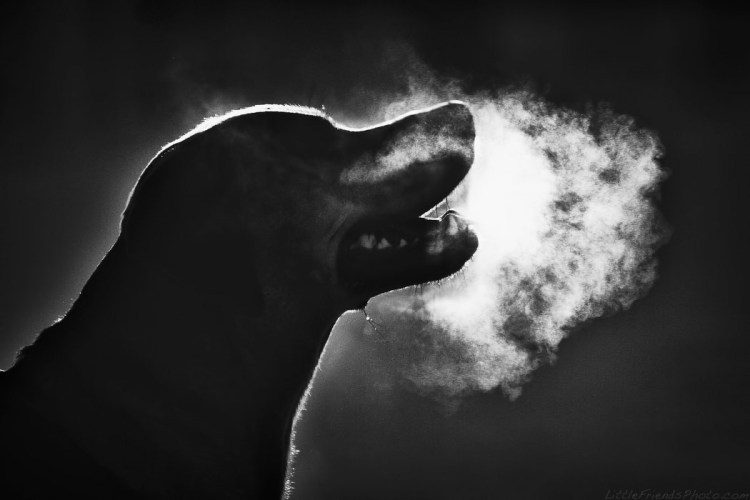 Волк выдыхает пар