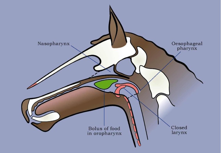 Воздухоносные мешки у лошади