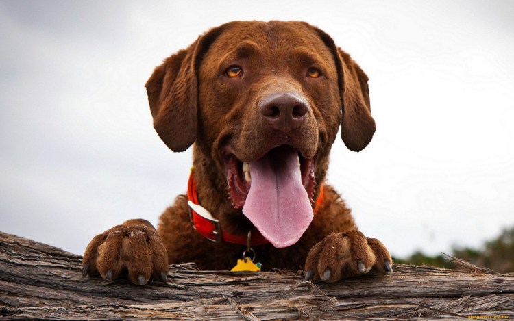 Собака с высунутым языком