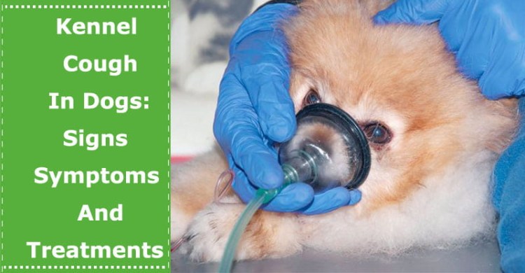 Бронхиальная астма у животных