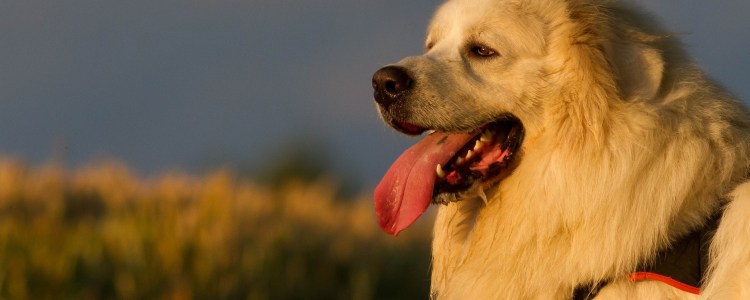 Собака дышит с высунутым языком