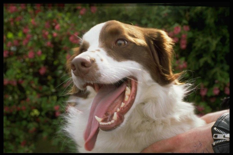 Собака дышит