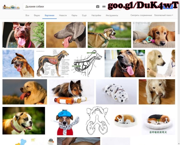 Анатомия собаки скелет конечностей