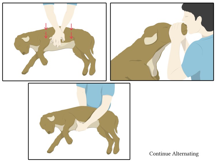 Искусственное дыхание собаке