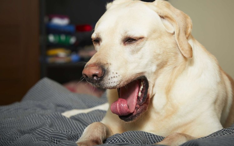 Собака с языком