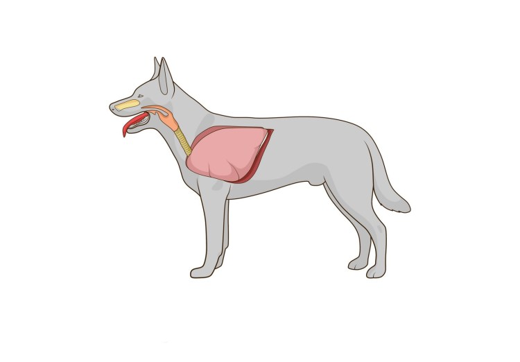 Дыхательная система собаки