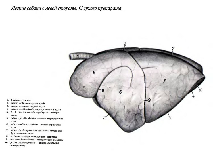 Строение легких животных анатомия