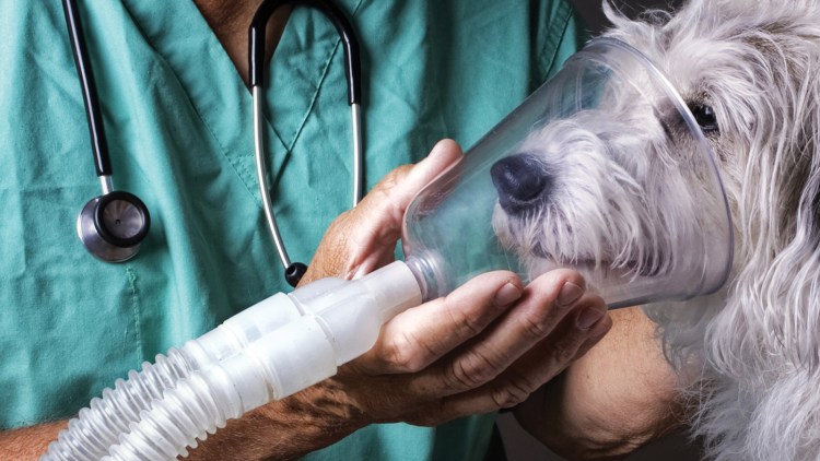 Аэрозолетерапия Ветеринария