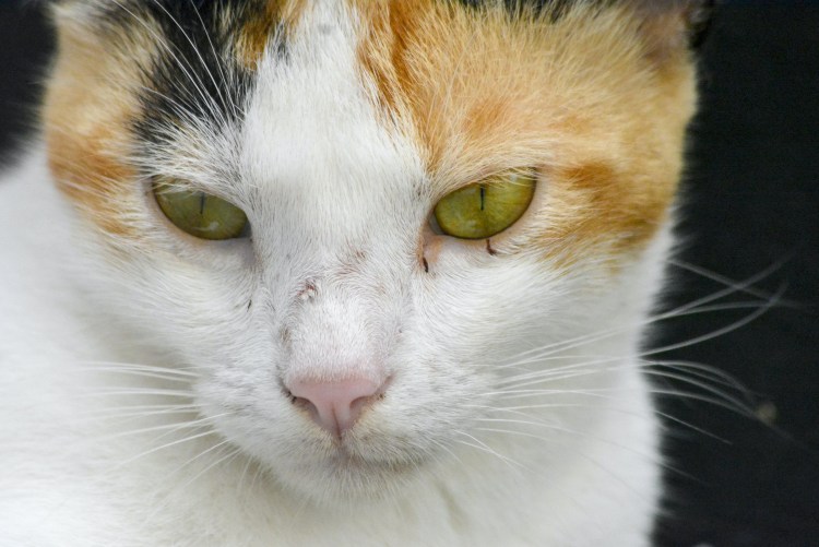 У кота на глазу прозрачная пленка