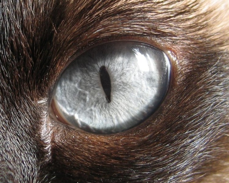 Кошачий конъюнктивит конъюнктивит кошачий