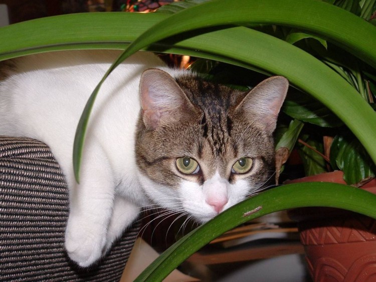 Кальцивироз кальцивироз