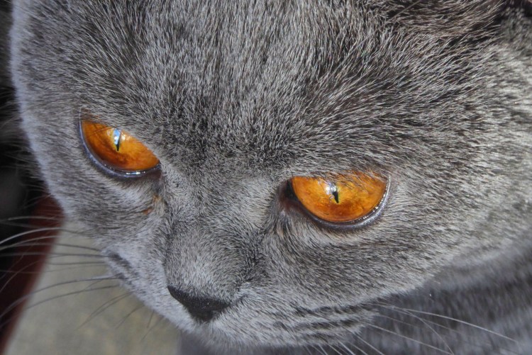 Кальцивироз конъюнктивит