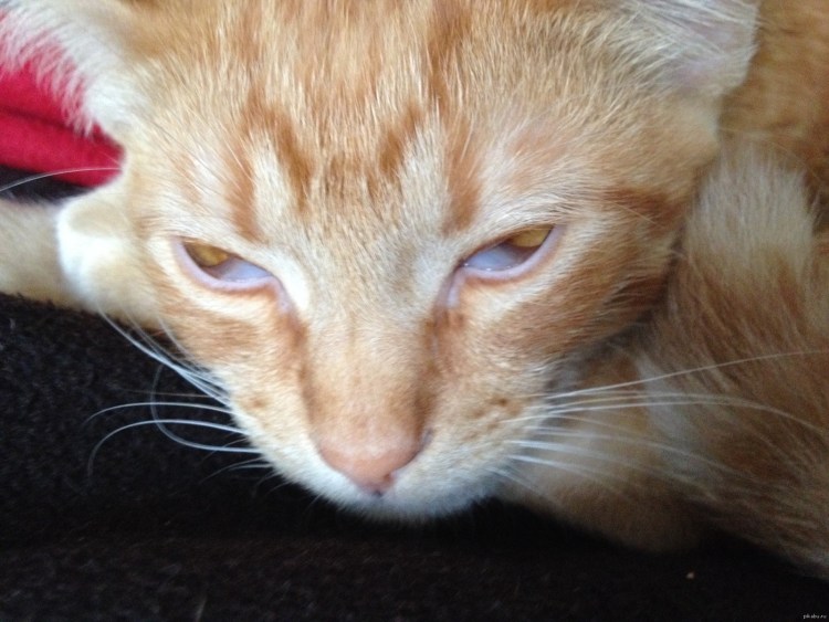 Как определить сколько котенку Возраст