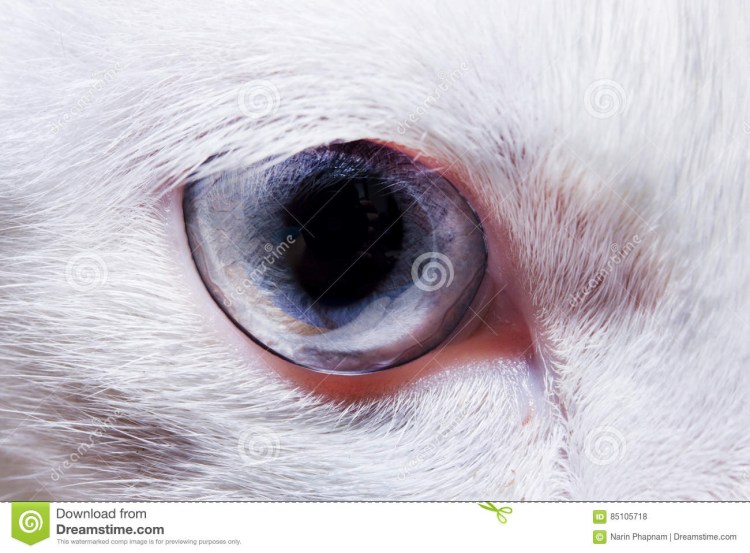 Строение глаза кошки тапетум