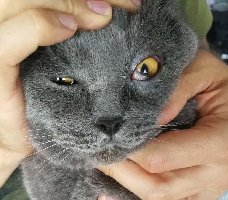 Мигательная перепонка (третье веко)