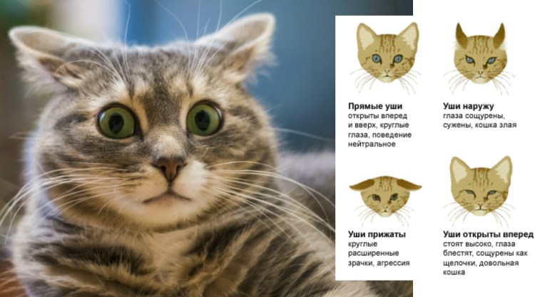 Симптомы мочекаменной болезни у котов и кошек