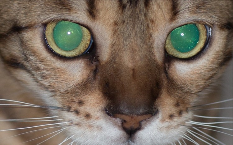 Помутнение роговицы у кота