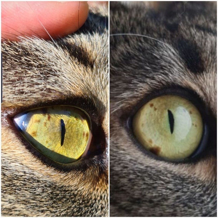 У кота глаза наполовину закрыты