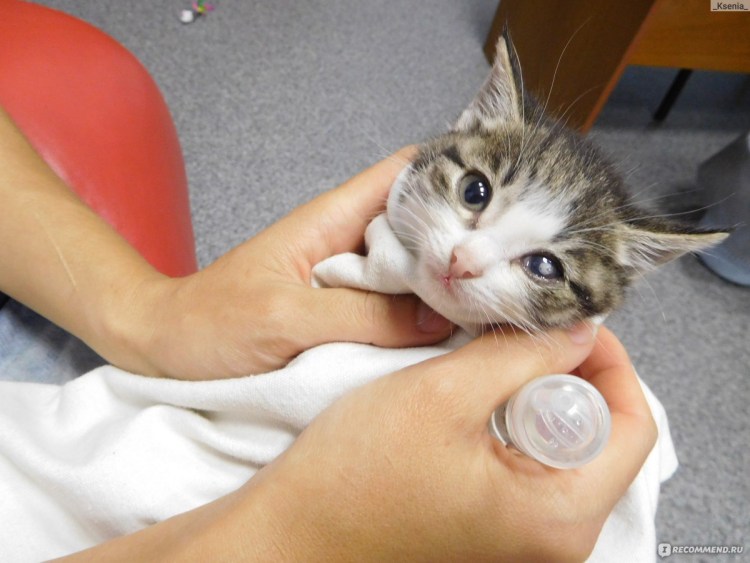 Кошка с желтыми глазами