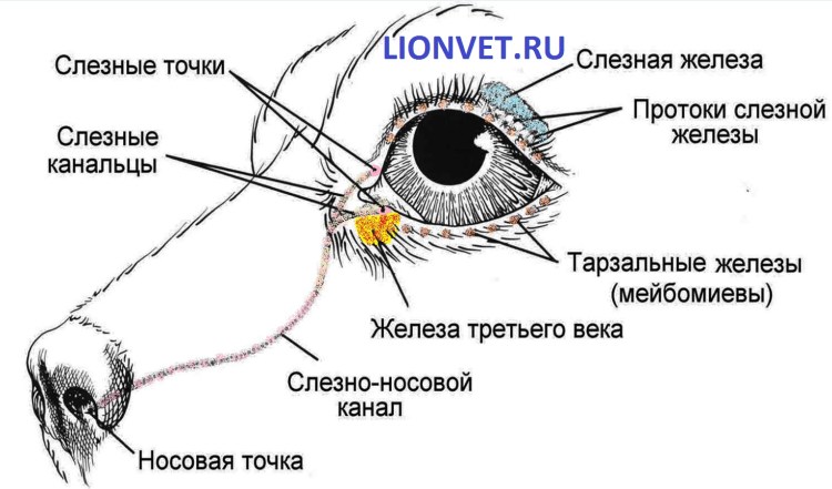 Отслоение сетчатки у кота