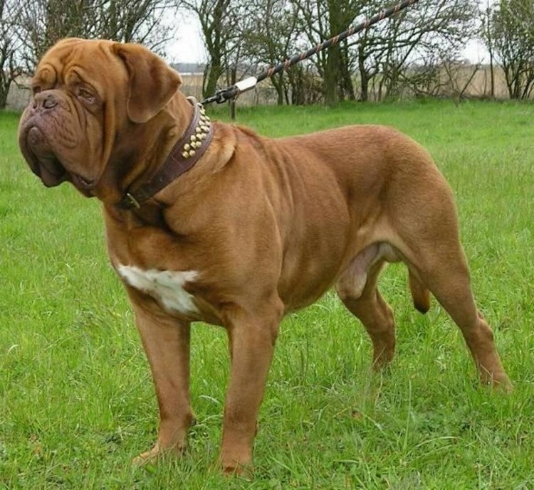 Бордосский дог бригада
