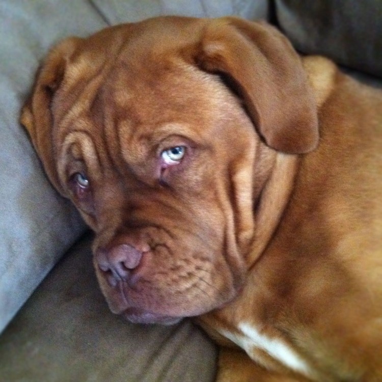 Бордосский дог бригада