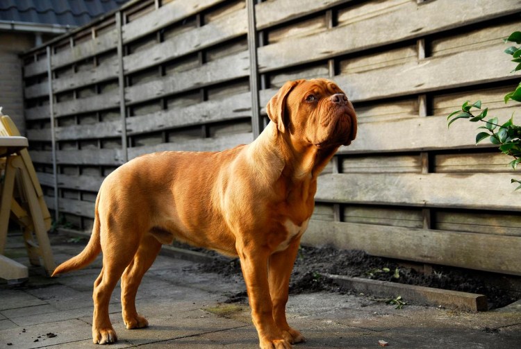 Французский мастиф