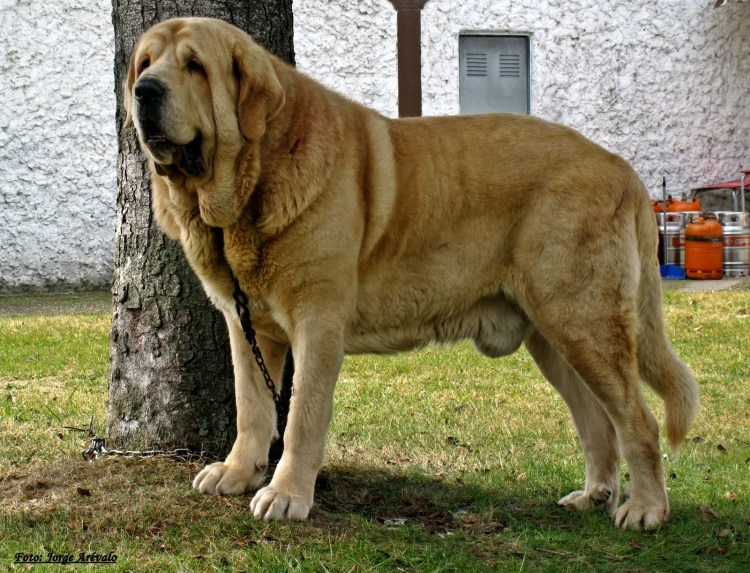 Канарский мастиф